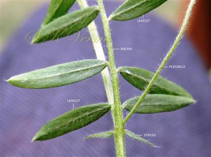  Stipules